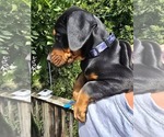Puppy Grey collar Doberman Pinscher