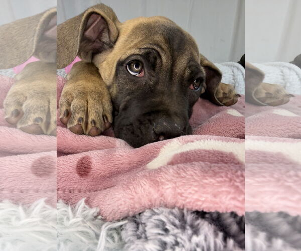 Medium Photo #4 Mutt Puppy For Sale in Goodyear, AZ, USA