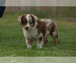 Small Photo #1 Miniature Australian Shepherd Puppy For Sale in EUREKA, NV, USA