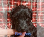 Small Photo #14 Doodle-Goldendoodle Mix Puppy For Sale in FAISON, NC, USA