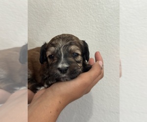 Bernedoodle (Miniature) Puppy for sale in LONGMONT, CO, USA