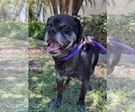 Small #8 Pug Mix