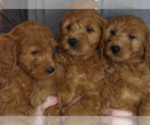 Medium Photo #2 Goldendoodle Puppy For Sale in BARNUM, IA, USA