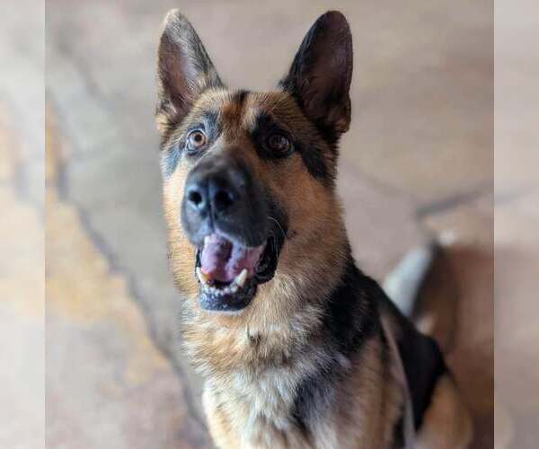 Medium Photo #2 German Shepherd Dog-Unknown Mix Puppy For Sale in New Oxford , PA, USA