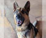 Small #1 German Shepherd Dog Mix