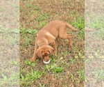 Small #8 Labrador Retriever