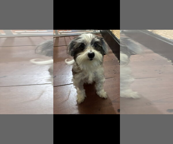 Medium Photo #1 Shih Tzu-Unknown Mix Puppy For Sale in Harrisburg, PA, USA