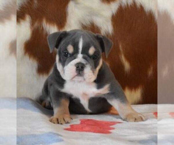 Medium Photo #3 English Bulldog Puppy For Sale in MARSHFIELD, MO, USA