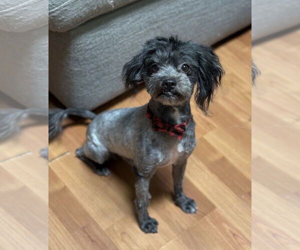 Medium Photo #2 Poovanese Puppy For Sale in Phoenix, AZ, USA