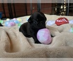 Small Photo #28 Pug Puppy For Sale in BLOOMINGTON, IL, USA