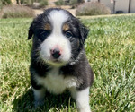 Small Photo #21 Australian Shepherd Puppy For Sale in PASO ROBLES, CA, USA