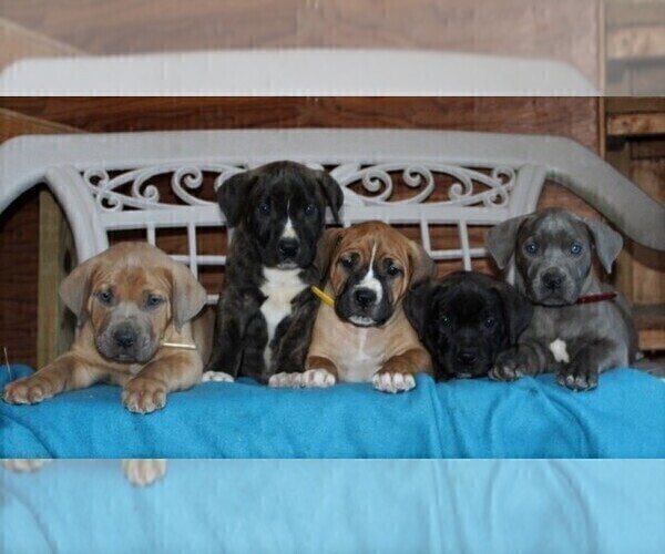 Medium Photo #2 Boerboel Puppy For Sale in NOTTINGHAM, PA, USA