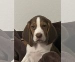 Puppy Puppy 2 Beagle