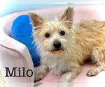 Small #2 Cairn Terrier Mix