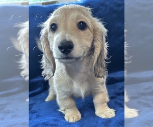 Dachshund Puppy for sale in MEMPHIS, TN, USA