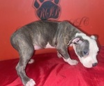 Small #2 American Pit Bull Terrier
