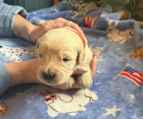 Medium Photo #2 Golden Retriever Puppy For Sale in VESUVIUS, VA, USA