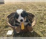 Small #1 Bernese Mountain Dog