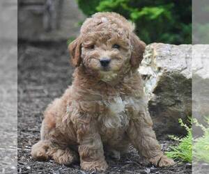 Goldendoodle (Miniature) Puppy for sale in CHRISTIANA, PA, USA