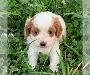 Cavapoo-Poodle (Miniature) Mix Puppy for sale in SAINT JOE, IN, USA