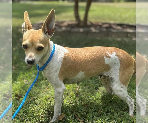 Medium Photo #3 Chihuahua-Unknown Mix Puppy For Sale in Yardley, PA, USA