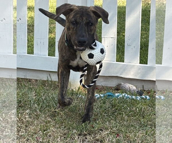 Medium Photo #5 Plott Hound Puppy For Sale in Rosenberg, TX, USA