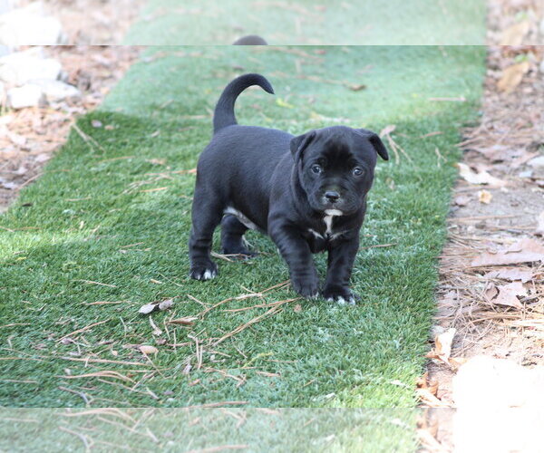 Medium Photo #1 Labrador Retriever-Unknown Mix Puppy For Sale in Holly Springs, NC, USA