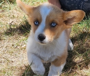 Pembroke Welsh Corgi Puppy for sale in MILTON, WI, USA