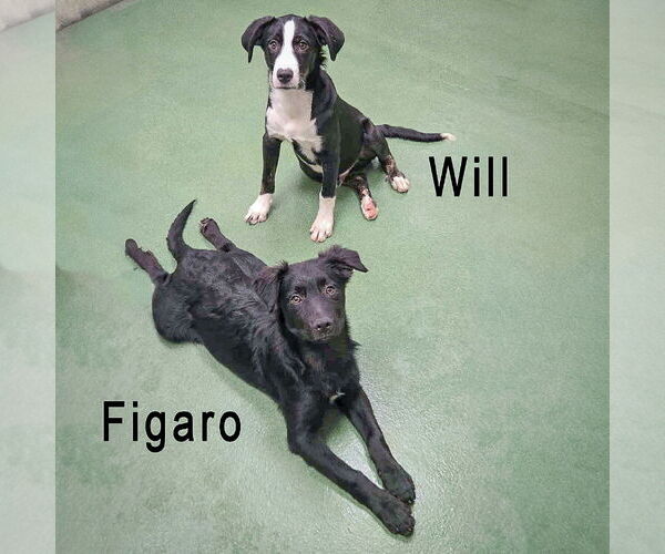 Medium Photo #5 Border Collie-Unknown Mix Puppy For Sale in Huntley, IL, USA