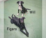 Small #4 Border Collie Mix