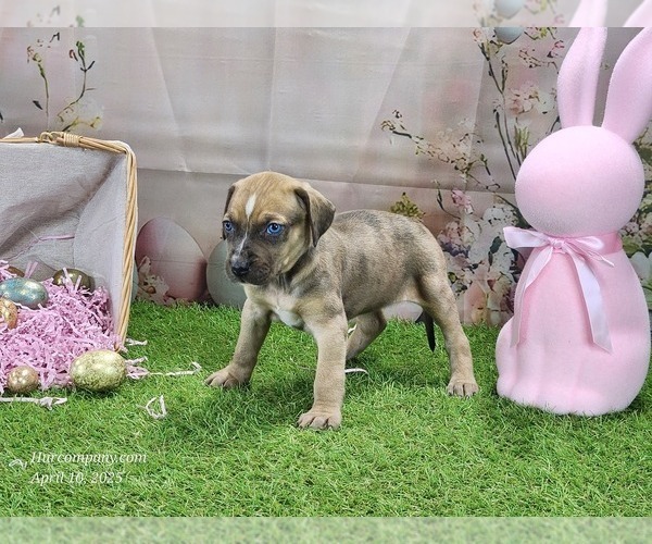 Medium Photo #4 Catahoula Leopard Dog Puppy For Sale in CUMBY, TX, USA