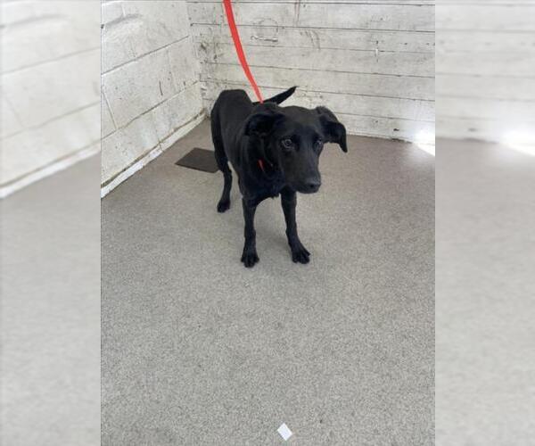 Medium Photo #1 Chihuahua-Unknown Mix Puppy For Sale in San Bernardino, CA, USA