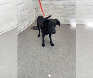 Chihuahua-Unknown Mix Dogs for adoption in San Bernardino, CA, USA