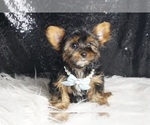 Small #2 Yorkshire Terrier