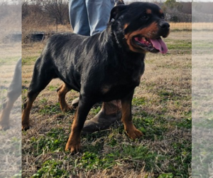 Mother of the Rottweiler puppies born on 12/14/2025