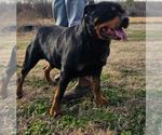 Small Photo #1 Rottweiler Puppy For Sale in STILLWATER, OK, USA