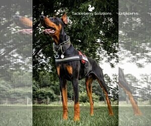 Father of the Doberman Pinscher puppies born on 06/21/2022