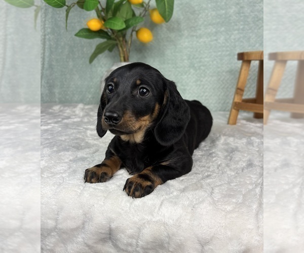 Medium Photo #1 Dachshund Puppy For Sale in FRANKLIN, IN, USA