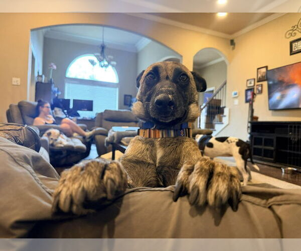 Medium Photo #3 Mutt Puppy For Sale in Imlay City, MI, USA