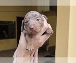 Small #4 Dachshund