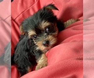 Yorkshire Terrier Puppy for sale in MARION, NC, USA