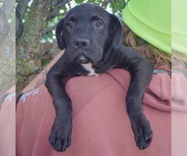 Medium Photo #5 American Bulldog-Unknown Mix Puppy For Sale in Huntley, IL, USA