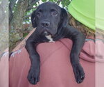 Small #4 American Bulldog Mix