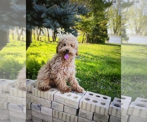 Poodle (Miniature) Puppy for sale in INDIANAPOLIS, IN, USA