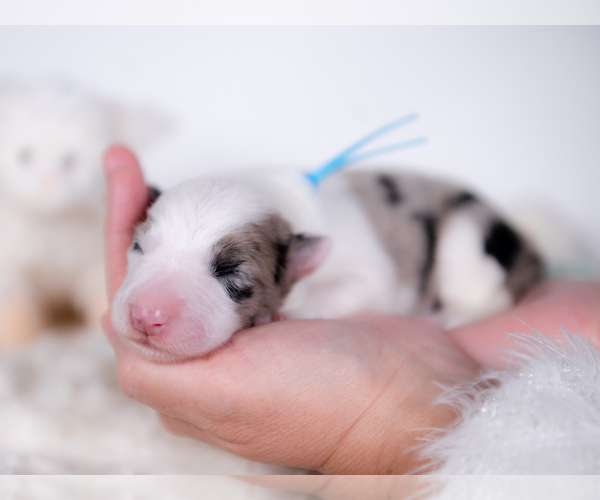 Medium Photo #8 Border Collie Puppy For Sale in CONWAY, MO, USA