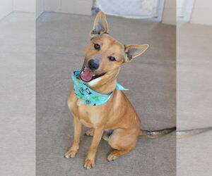 Mutt Dogs for adoption in McKinney, TX, USA