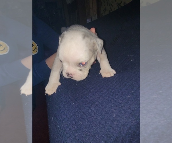 Medium Photo #7 Olde English Bulldogge Puppy For Sale in HAMLER, OH, USA