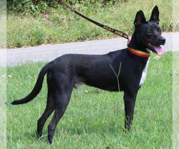Medium Photo #2 Mutt Puppy For Sale in Prattville, AL, USA