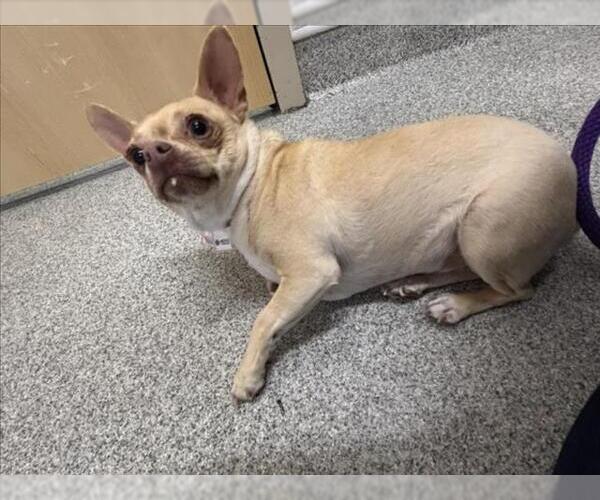 Medium Photo #1 Chihuahua Puppy For Sale in Fort Collins, CO, USA
