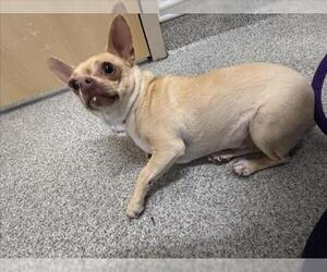 Chihuahua Dogs for adoption in Fort Collins, CO, USA